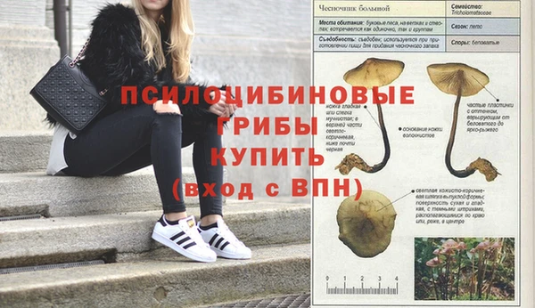 сатива Белокуриха